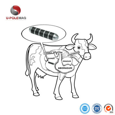 Ímã de vaca cerâmica U-POLEMAG revestida de aço inoxidável para melhorar a saúde e o desempenho das vacas